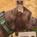 Tactical Dog Collar Set - Army Green