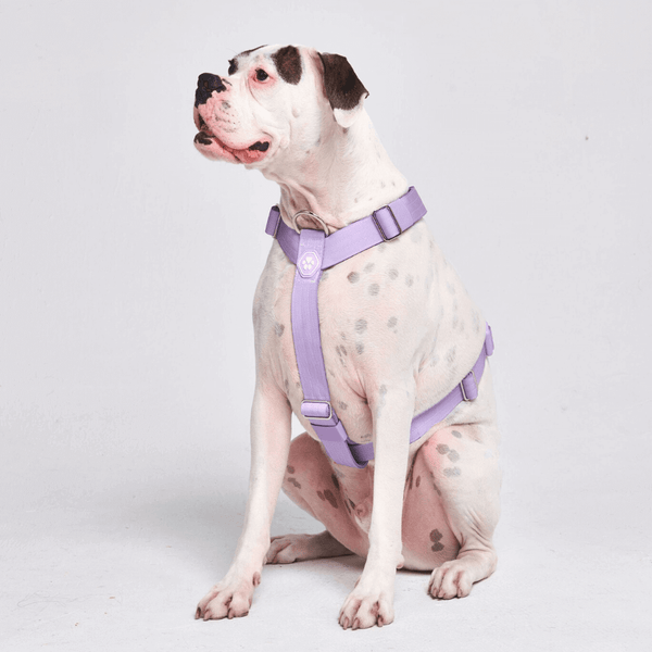 How to put on sales top paw comfort harness