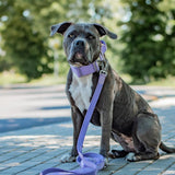 Tactical Dog Collar Set - Lilac