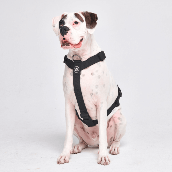 Top paw top no pull harness