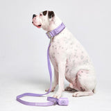 Tactical Dog Collar Set - Lilac