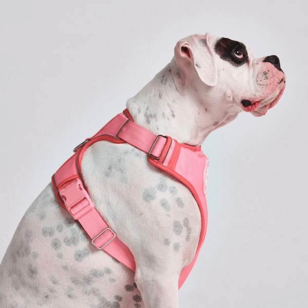 Comfort Control Harness - Pink- [SIZE S] dogs up to 20kg/45lb