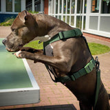 Comfort Control No-Pull Dog Harness - Green
