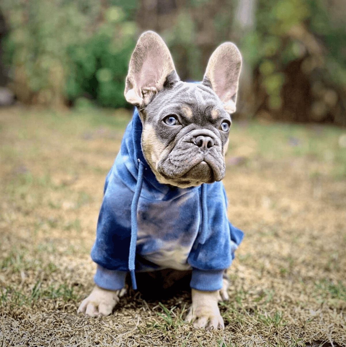 Velvet Human Hoodie - Sapphire Blue – SPARK PAWS