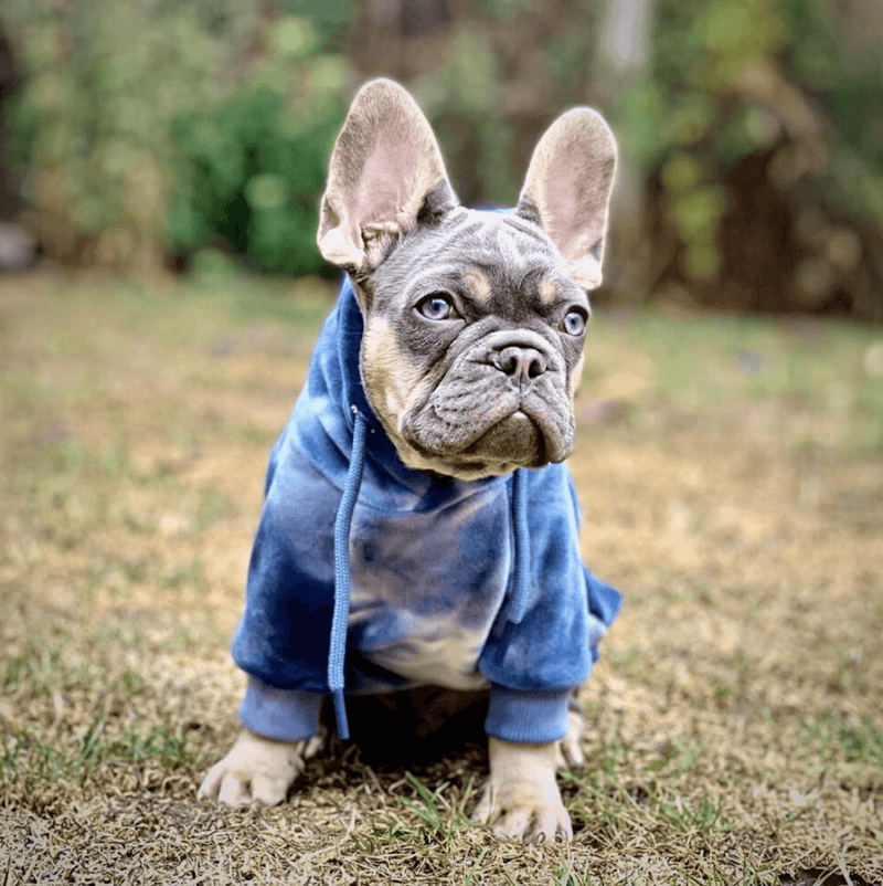 Velvet Dog Hoodie - Sapphire Blue