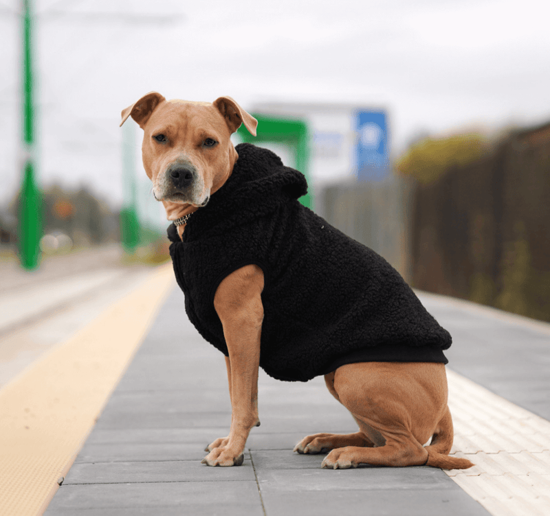Teddy Sherpa Dog Jacket Black SPARK PAWS