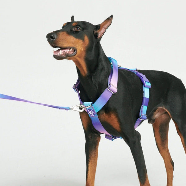 Cotton Dog Harness and Leash Set — CALIDOG