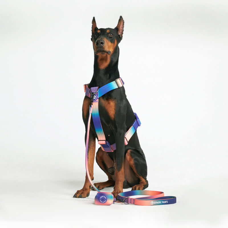 Comfort Control No-Pull Dog Harness Set - Kaleidoscope