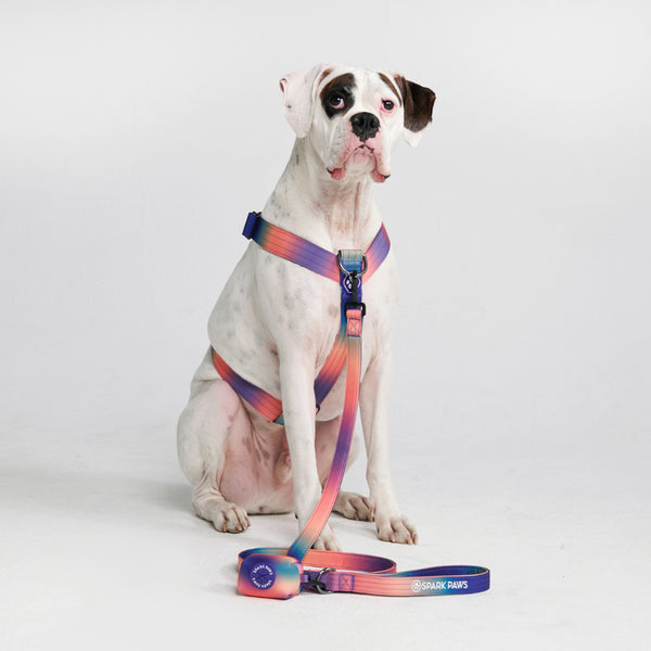 Comfort Control No-Pull Dog Harness Set - Kaleidoscope