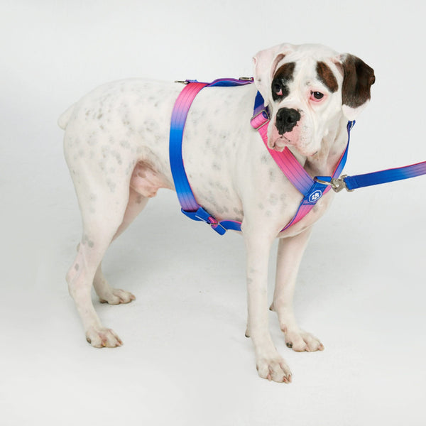 Comfort Control No Pull Dog Harness SPARK PAWS