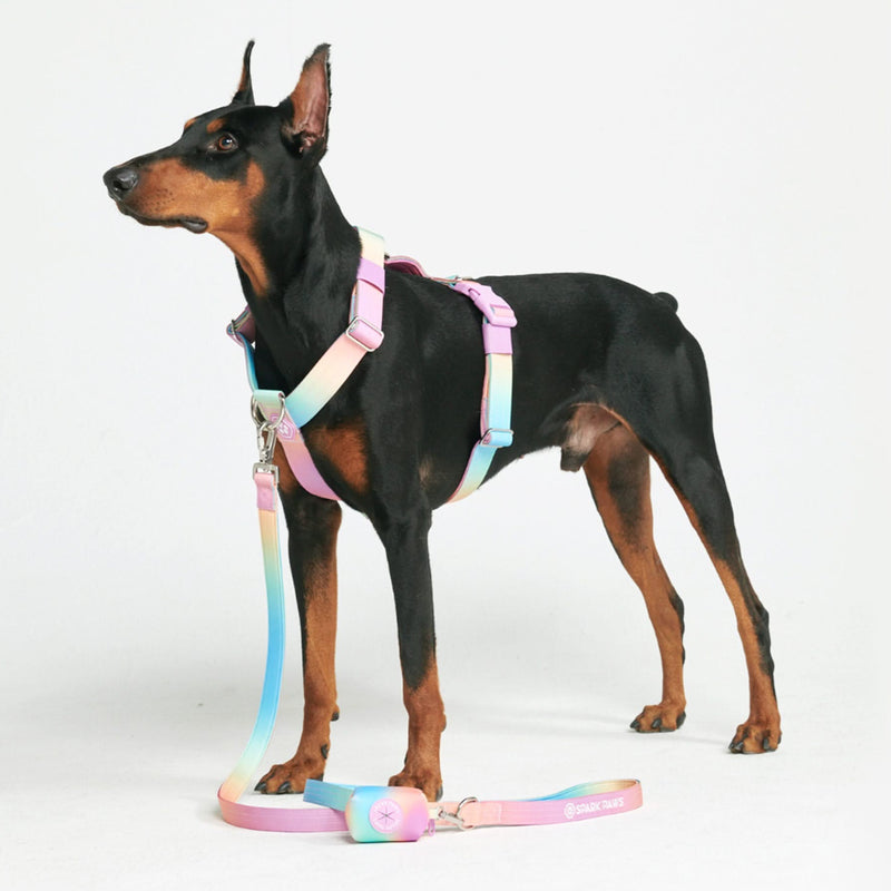 Comfort Control No-Pull Dog Harness Set - Pastel Icing