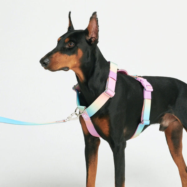 Comfort Control No-Pull Dog Harness - Pastel Icing