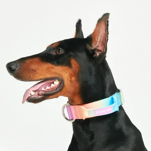 Tactical Dog Collar - Pastel Icing (1.5"/4cm)