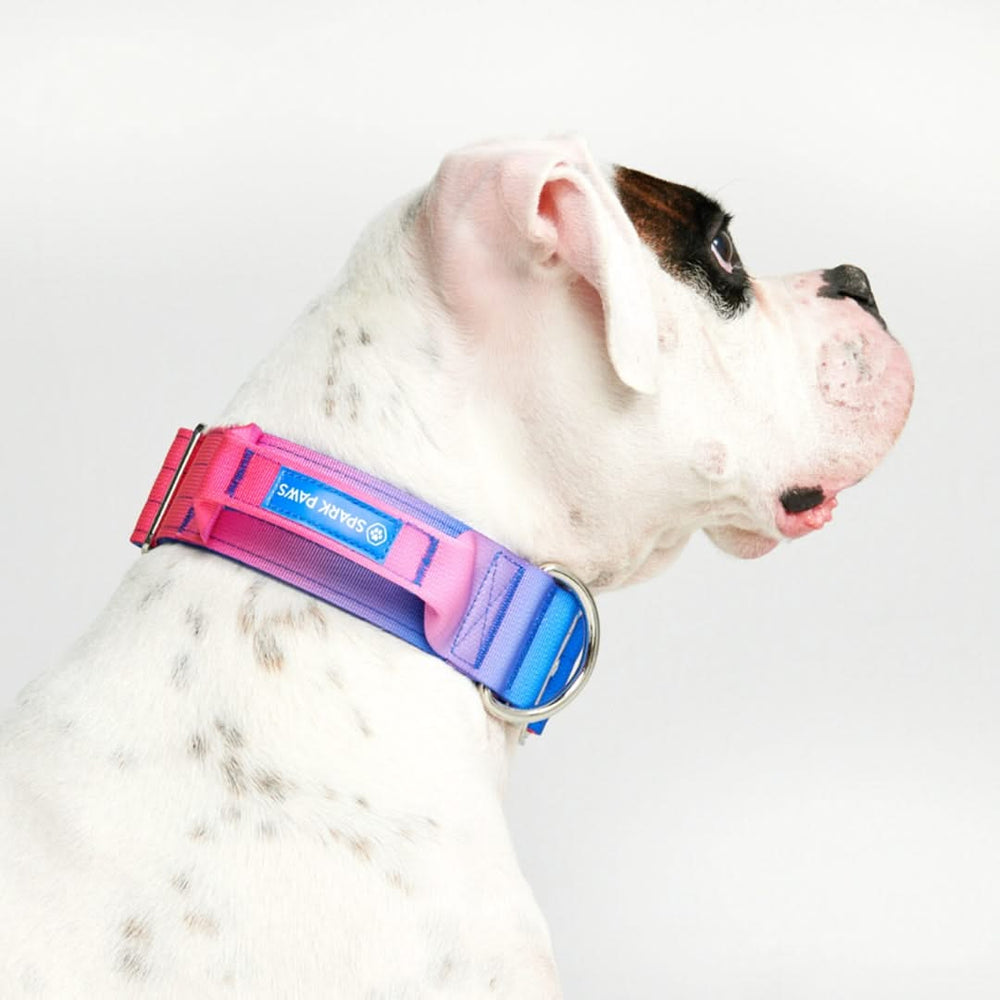 Molle dog collar top