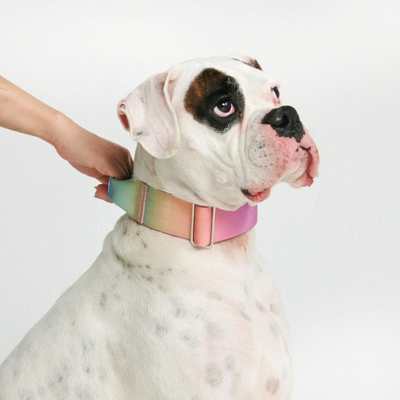 Tactical Dog Collar - Pastel Icing